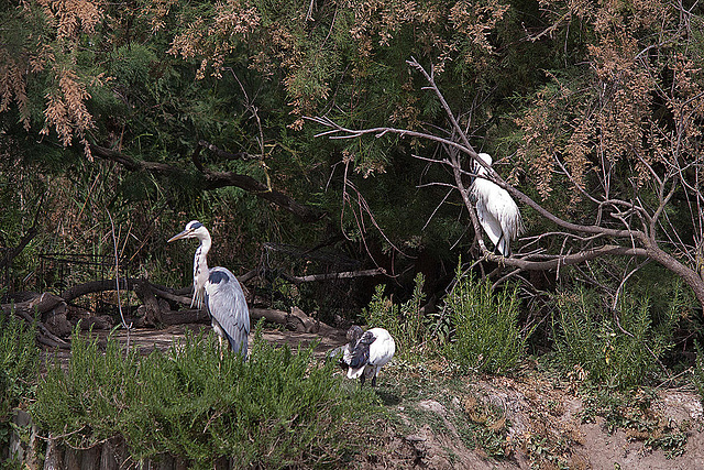 20110530 4654RTw [F] Graureiher (Ardea cinerea), Heiliger Ibis (Syrmaticus aethiopicus), Seidenreiher (Egretta garzetta), Parc Ornithologique, [Camargue]