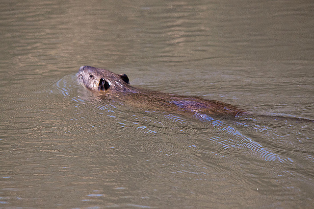 20110530 4653RTfw Sumpfbiber (Nutria) Camargue]