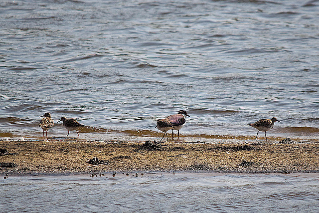 20110424 1197RTw [D-PB] Kampfläufer (Philomachus pugnax), Kiebitz (Vanellus vanellus), Steinhorster Becken, Delbrück