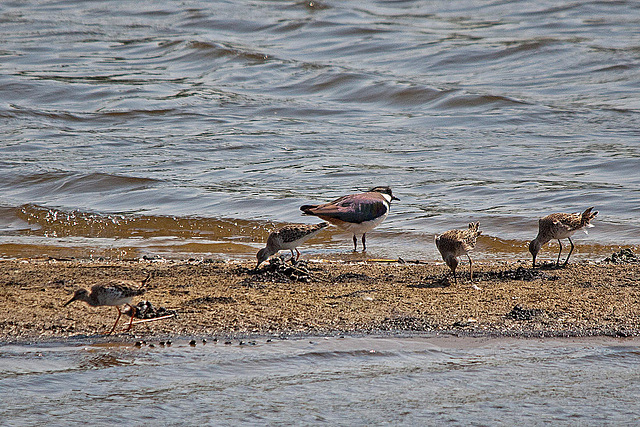 20110424 1195RTw [D-PB] Kampfläufer (Philomachus pugnax), Kiebitz (Vanellus vanellus), Steinhorster Becken, Delbrück