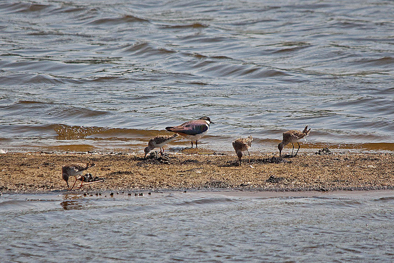 20110424 1194RTw [D-PB] Kampfläufer (Philomachus pugnax), Kiebitz (Vanellus vanellus), Steinhorster Becken, Delbrück