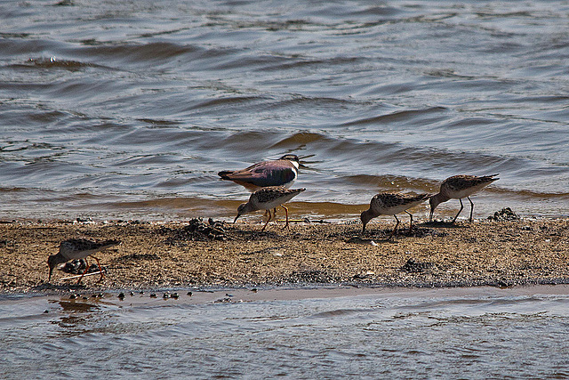 20110424 1193RTw [D-PB] Kampfläufer (Philomachus pugnax), Kiebitz (Vanellus vanellus), Steinhorster Becken, Delbrück