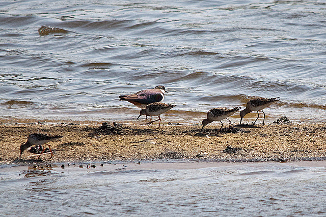 20110424 1192RTw [D-PB] Kampfläufer (Philomachus pugnax), Kiebitz (Vanellus vanellus), Steinhorster Becken, Delbrück