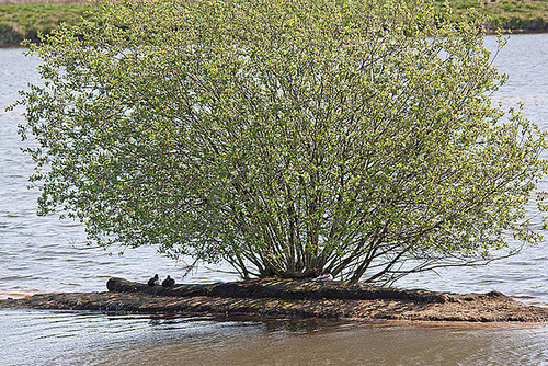 20110424 1190RTw [D-PB] Reiherente, Delbrück