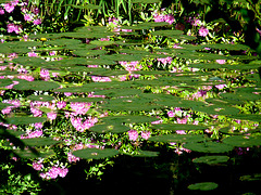 Reflections among the Lily Pads