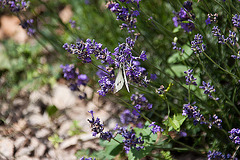 20110606 5113RAw [F] Kleiner Kohlweißling (Pieris rapae), Lavendel (Lavandula angustifolia), [Beaucaire], Camargue