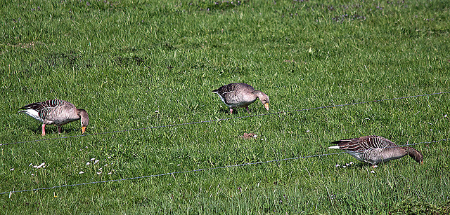 20110424 1183RTw [D-PB] Graugans, Delbrück