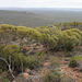 Looking north from Mt Sturt East