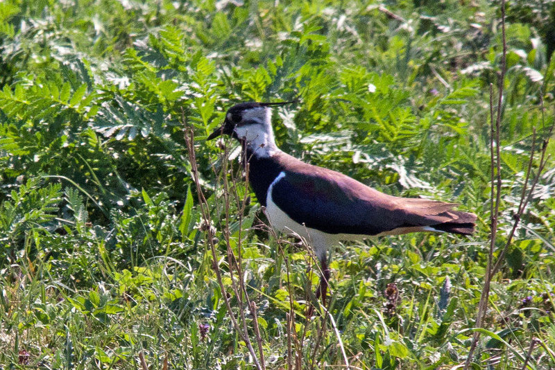 20110424 1177RTw [D-PB] Kiebitz (Vanellus vanellus), Steinhorster Becken, Delbrück