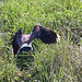 20110424 1174RTw [D-PB] Kiebitz (Vanellus vanellus), Steinhorster Becken, Delbrück