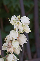 20110606 5103RAw [F] Palmlilie (Yucca filamentosa), Beaucaire, Camargue