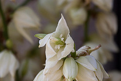 20110606 5102RAw [F] Palmlilie (Yucca filamentosa), Beaucaire, Camargue