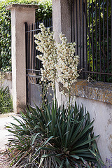 20110606 5101RAw [F] Palmlilie (Yucca filamentosa), Beaucaire, Camargue