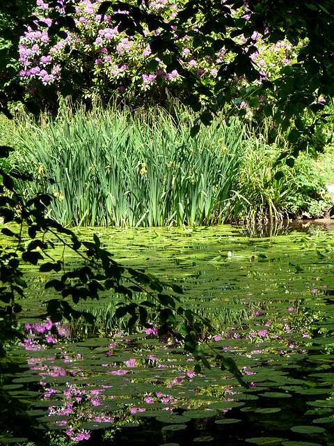 Reflections in a Pond