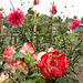 jardin de mon ami