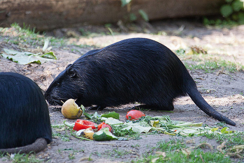 20110424 1339RAw [D-PB] Nutria, Delbrück