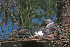 20110424 1338RAw [D-PB] Gänsegeier