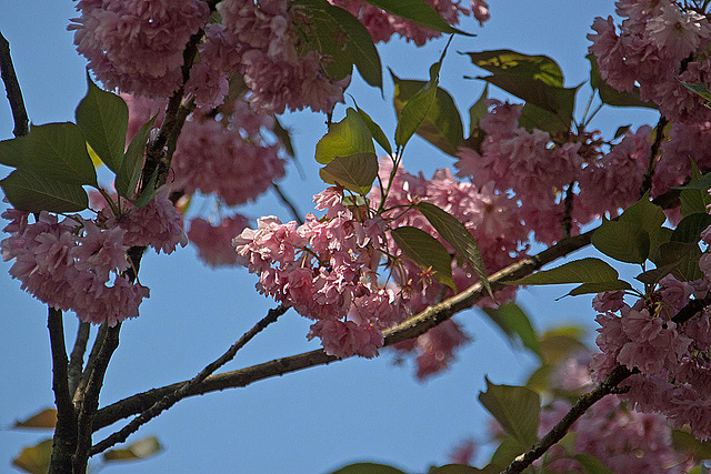 20110424 1336RAw [D-PB] Baum(blüte)