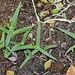 Carpobrotus de Pamina 2