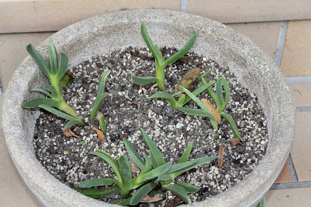 Carpobrotus de Pamina