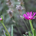 Delosperma cooperi