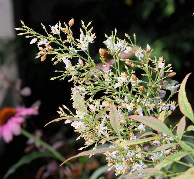 Nandina -Inflorescence