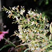 Nandina -Inflorescence