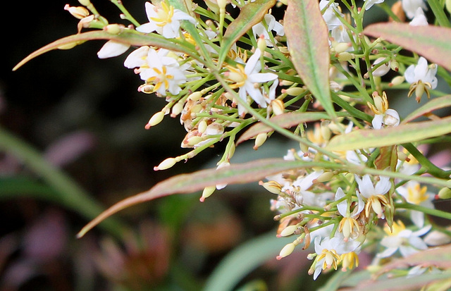 Nandina -détail des fleurs