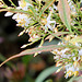 Nandina -détail des fleurs