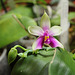 Phalaenopsis bellina (violacea borneo)