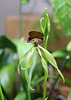 Encyclia cochleata