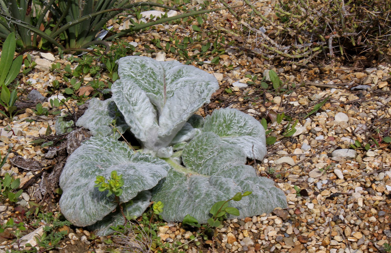 Salvia argentea