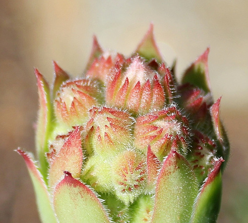 Boutons floraux de Sempervivum ( Joubarbe)