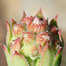 Boutons floraux de Sempervivum ( Joubarbe)