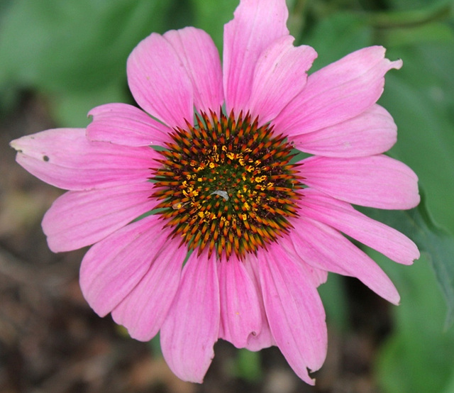 Echinacea purpurea