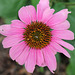 Echinacea purpurea