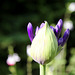 Agapanthus africanus en bouton