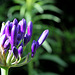 Agapanthus africanus