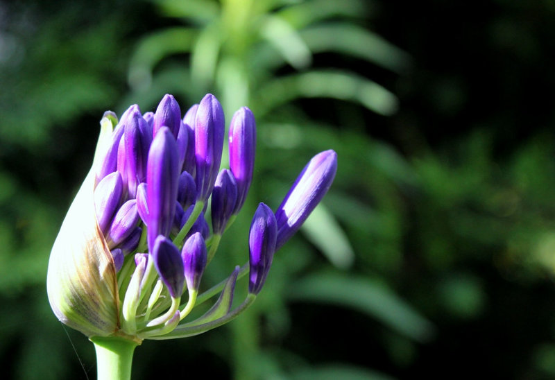 Agapanthus africanus