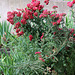 Achillea millefolium Red Velvet