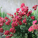 Achillea millefolium Red Velvet