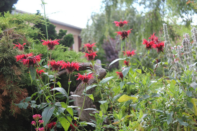 Monardes didyma "Cambridge Scarlet"