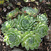 Sempervivum hybride vert