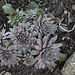 Sempervivum hybride gris 2