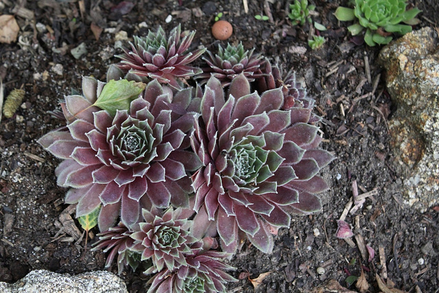 Sempervivum hybride rouge 3