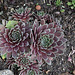 Sempervivum hybride rouge 3