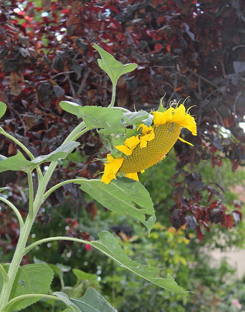 Tournesol