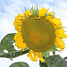 tournesol 4