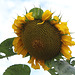 tournesol 5