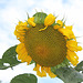 tournesol 6